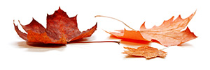 leaves
